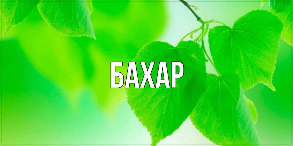Открытка на каждый день с именем, Бахар Главная доброе утро с березовыми листьями Прикольная открытка с пожеланием онлайн скачать бесплатно 
