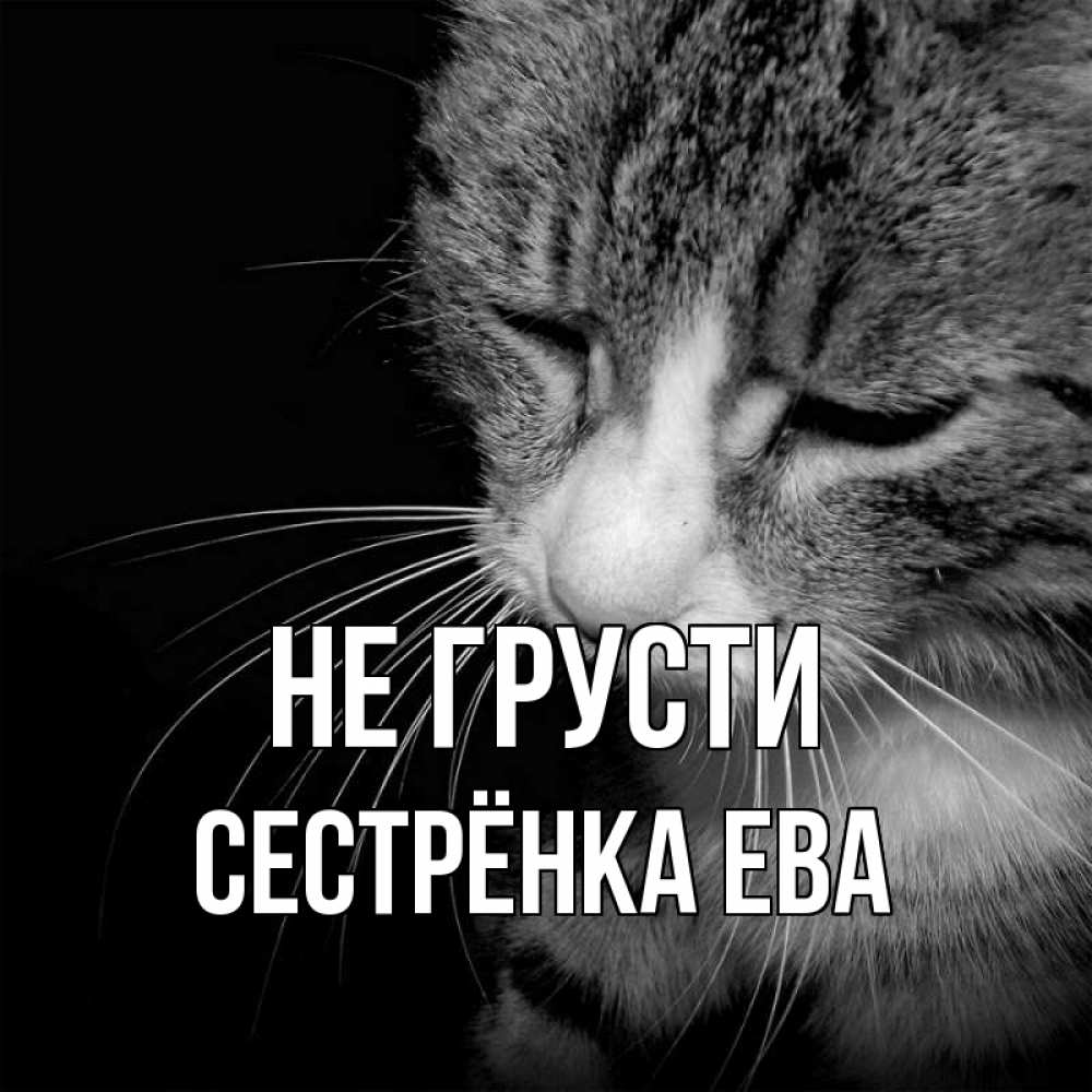 Открытка на каждый день с именем, Сестрёнка-Ева Не грусти грустный котик Прикольная открытка с пожеланием онлайн скачать бесплатно 