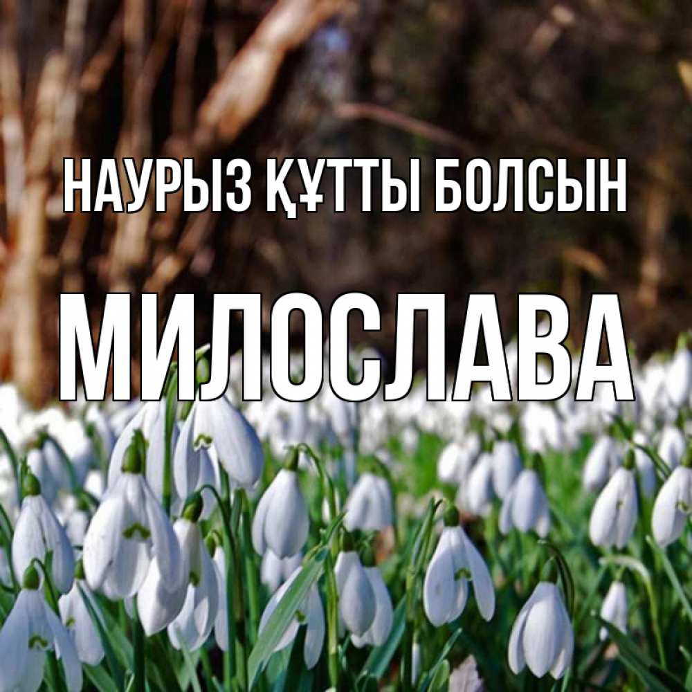 Открытка на каждый день с именем, Милослава Наурыз құтты болсын с подснежниками 1 Прикольная открытка с пожеланием онлайн скачать бесплатно 