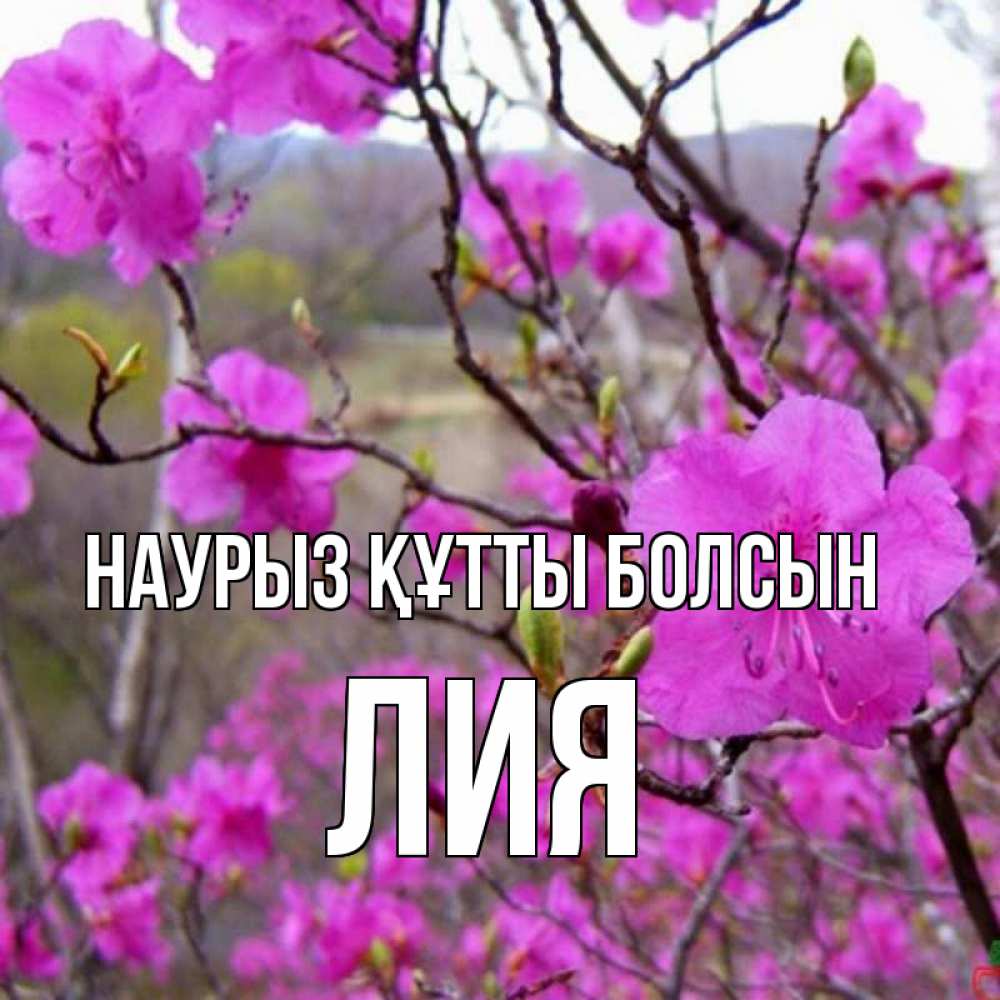 Открытка на каждый день с именем, Лия Наурыз құтты болсын наурыз мейрамы кутты болсын Прикольная открытка с пожеланием онлайн скачать бесплатно 