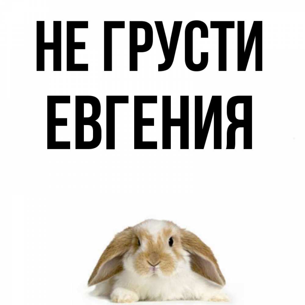 Открытка на каждый день с именем, Евгения Не грусти коричнево белый заяц с большими ушками Прикольная открытка с пожеланием онлайн скачать бесплатно 