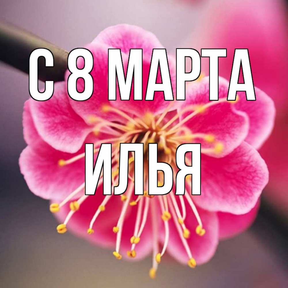 Открытка на каждый день с именем, Илья С 8 МАРТА цветы Прикольная открытка с пожеланием онлайн скачать бесплатно 
