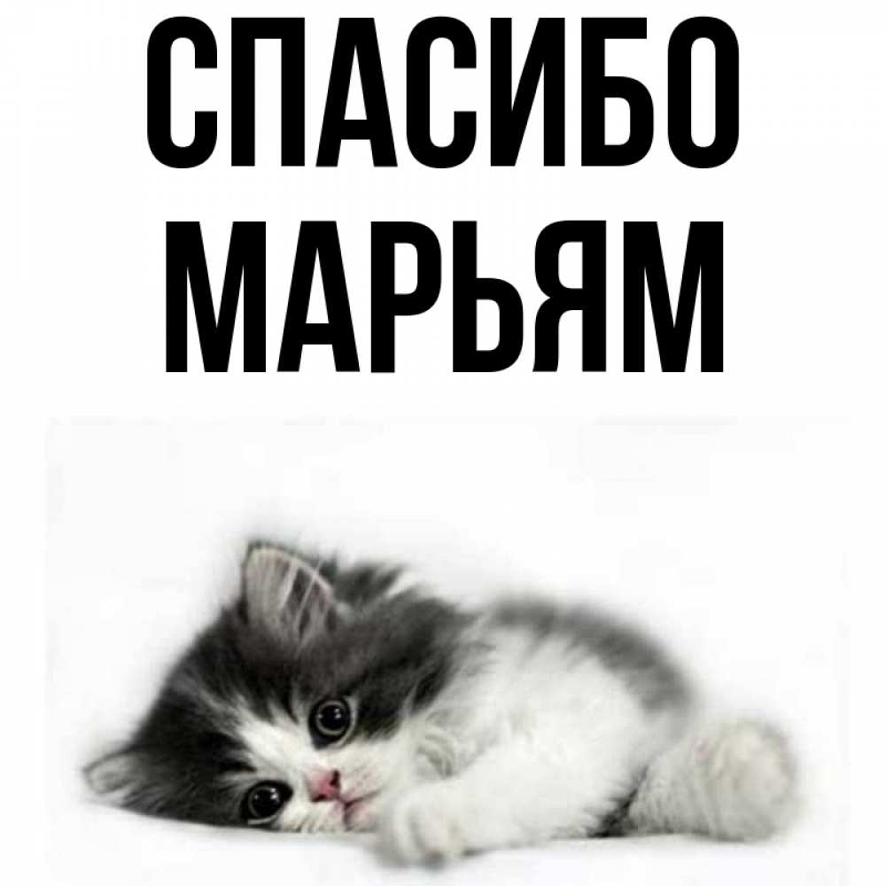 Открытка на каждый день с именем, Марьям Спасибо черный и белый кот Прикольная открытка с пожеланием онлайн скачать бесплатно 
