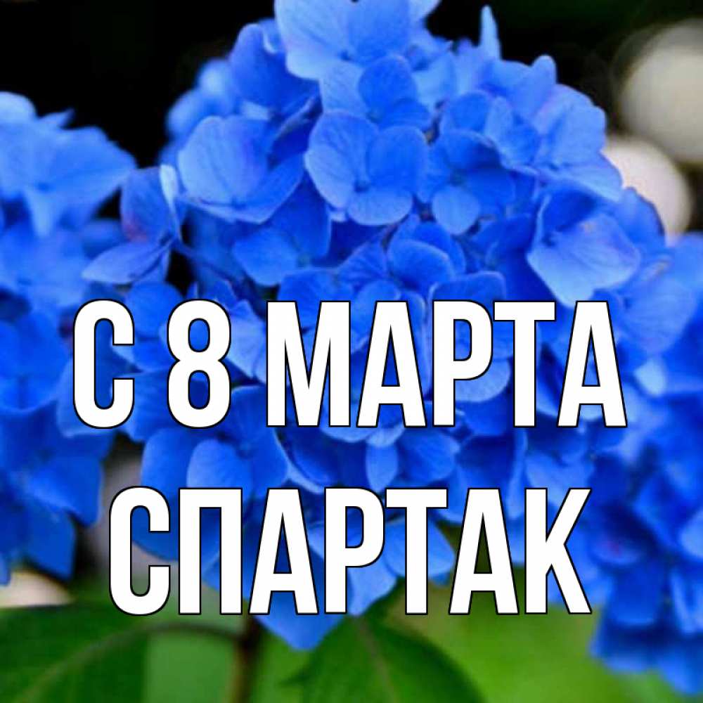Открытка на каждый день с именем, Спартак С 8 МАРТА синие цветы Прикольная открытка с пожеланием онлайн скачать бесплатно 