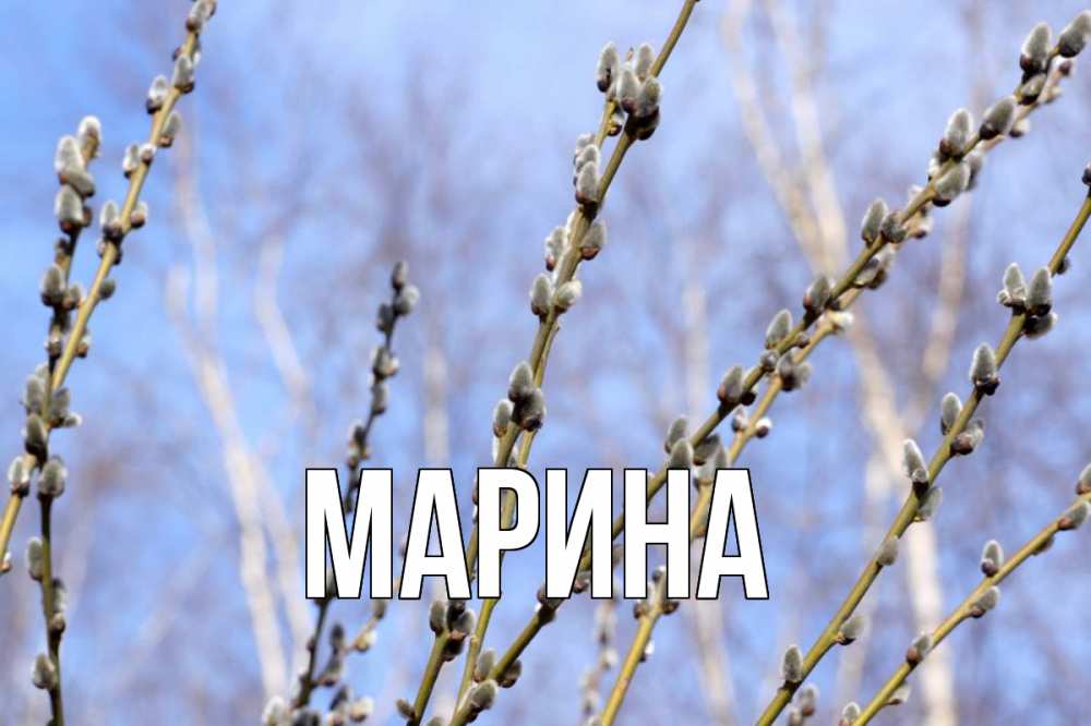 Открытка на каждый день с именем, Марина Главная верба Прикольная открытка с пожеланием онлайн скачать бесплатно 