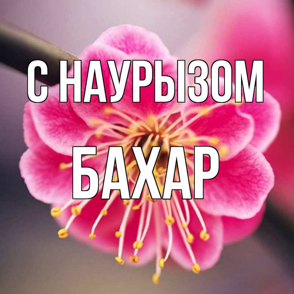 Картинка С наурызом, Бахар