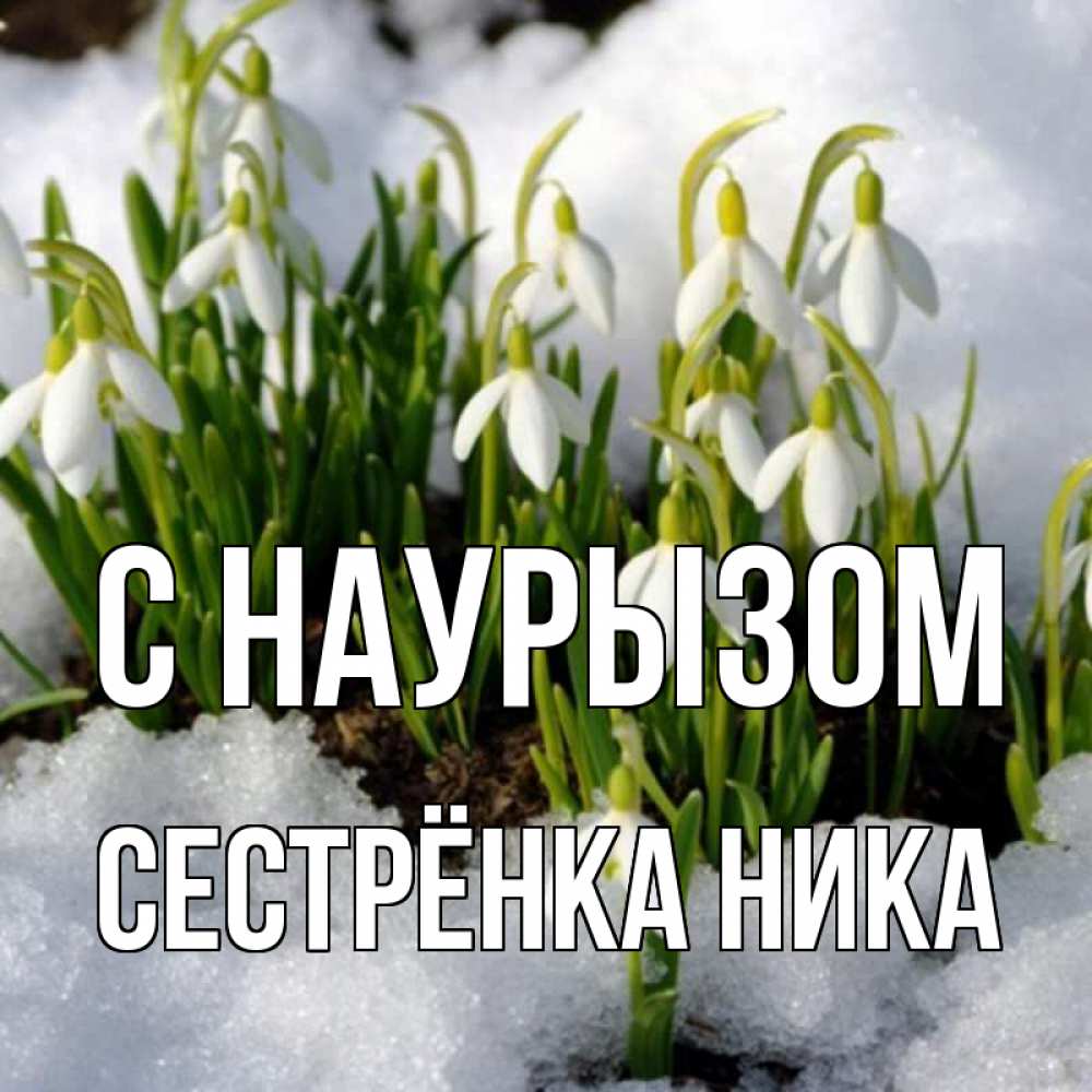 Открытка на каждый день с именем, Сестрёнка-Ника С наурызом цветы весенние Прикольная открытка с пожеланием онлайн скачать бесплатно 