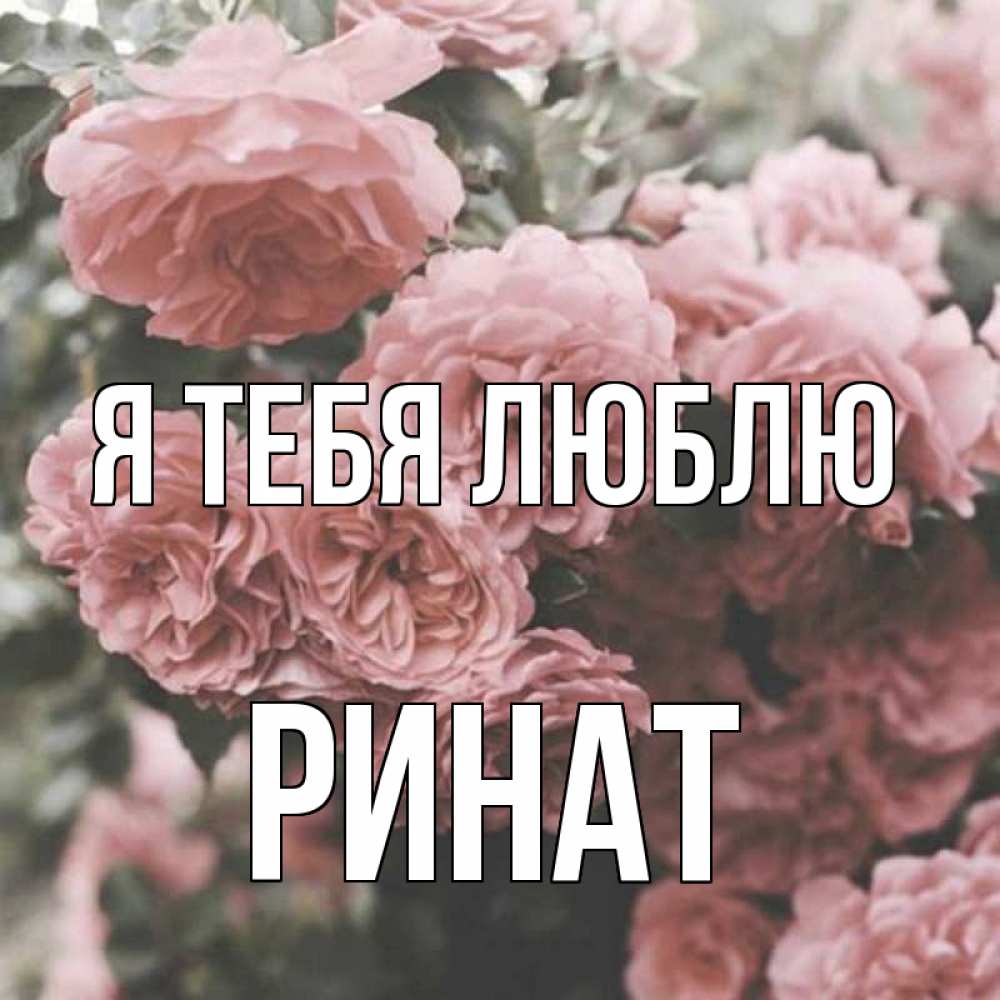Открытка на каждый день с именем, Ринат Я тебя люблю розы 3 Прикольная открытка с пожеланием онлайн скачать бесплатно 