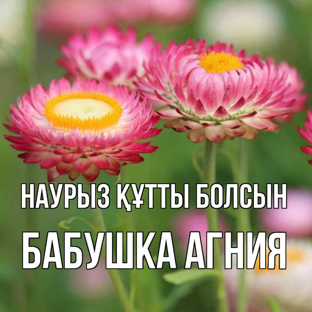 Открытка на каждый день с именем, Бабушка-Агния Наурыз құтты болсын подарок на международный женский день Прикольная открытка с пожеланием онлайн скачать бесплатно 