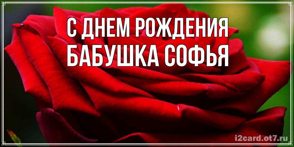 Открытка на каждый день с именем, Бабушка-Софья С днем рождения розочка очень красивая Прикольная открытка с пожеланием онлайн скачать бесплатно 
