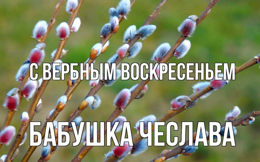 Открытка на каждый день с именем, Бабушка-Чеслава С вербным воскресеньем верба Прикольная открытка с пожеланием онлайн скачать бесплатно 
