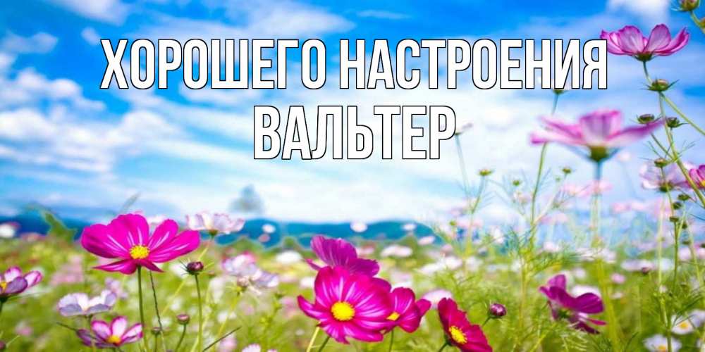 Открытка на каждый день с именем, Вальтер Хорошего настроения поле цветов Прикольная открытка с пожеланием онлайн скачать бесплатно 