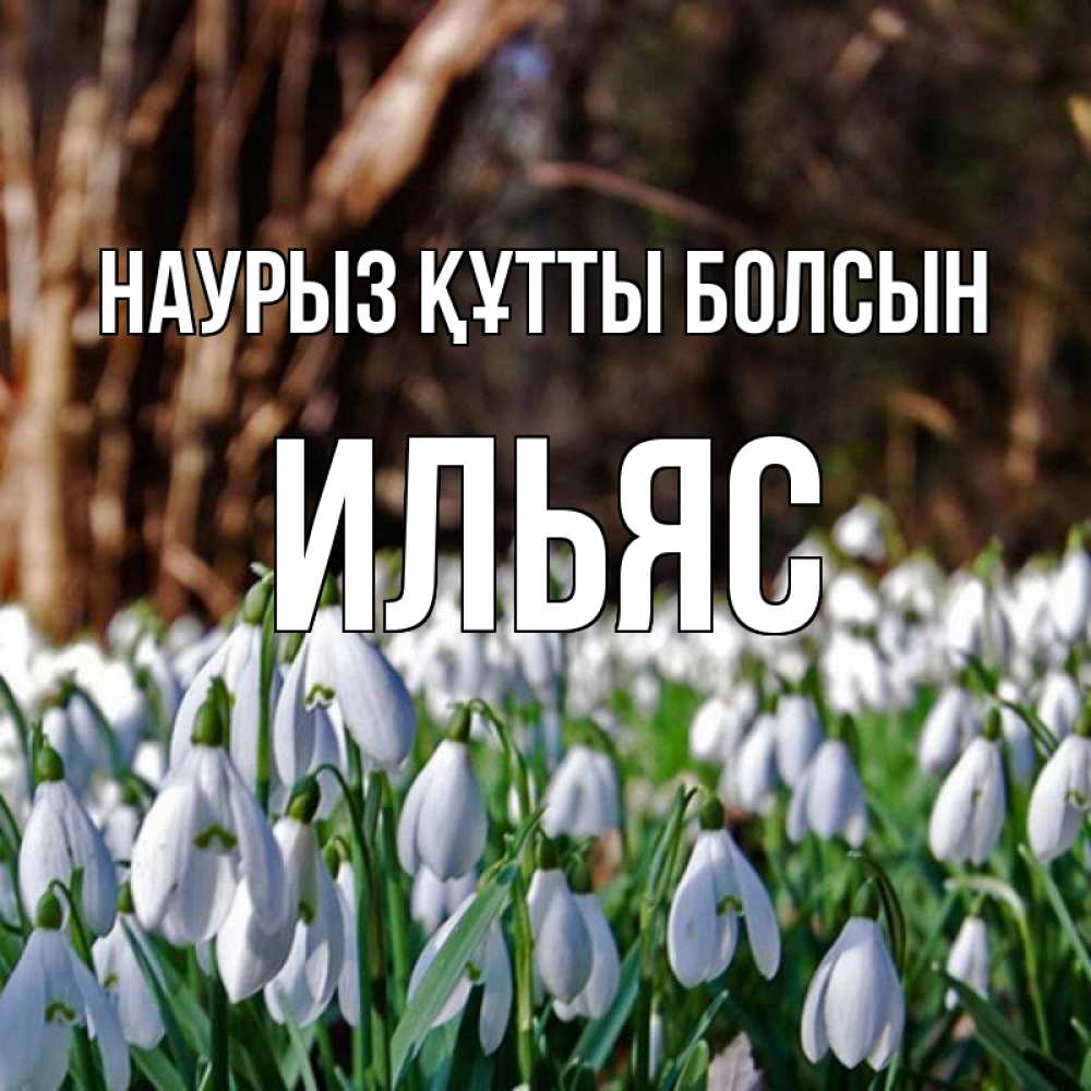 Открытка на каждый день с именем, Ильяс Наурыз құтты болсын с подснежниками 1 Прикольная открытка с пожеланием онлайн скачать бесплатно 