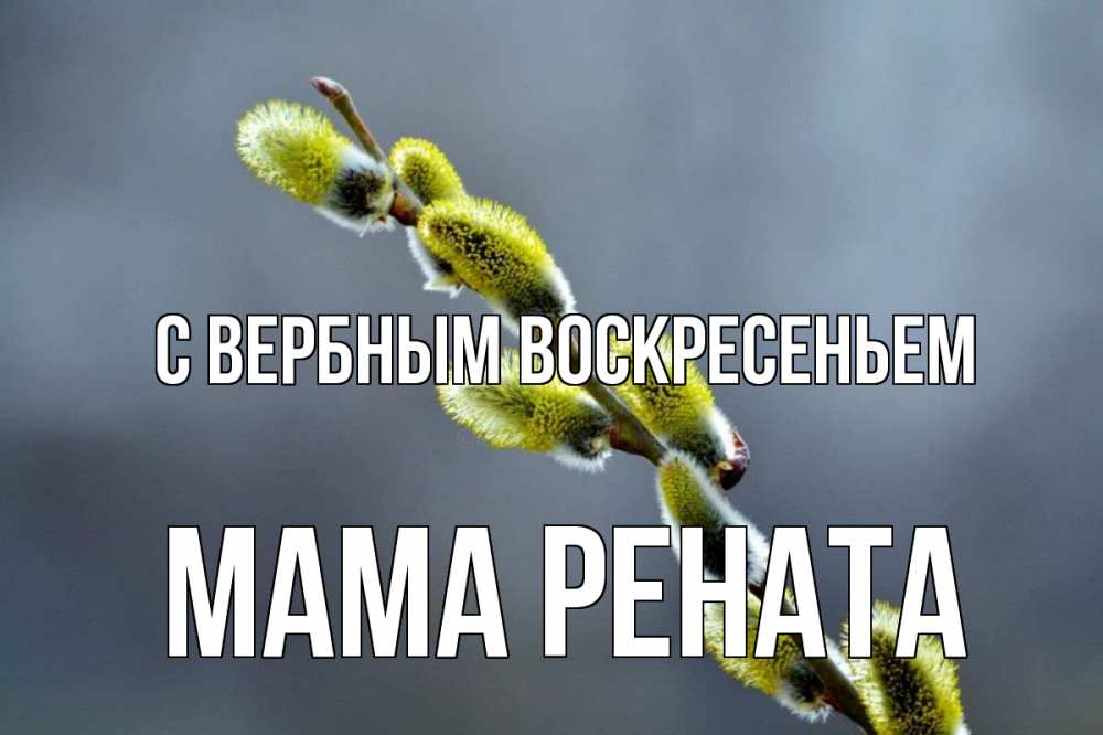 Открытка на каждый день с именем, Мама-Рената С вербным воскресеньем верба Прикольная открытка с пожеланием онлайн скачать бесплатно 