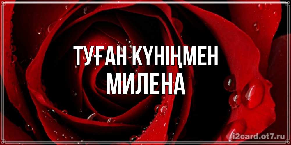 Открытка на каждый день с именем, Милена Туған күніңмен крупная бордовая роза Прикольная открытка с пожеланием онлайн скачать бесплатно 