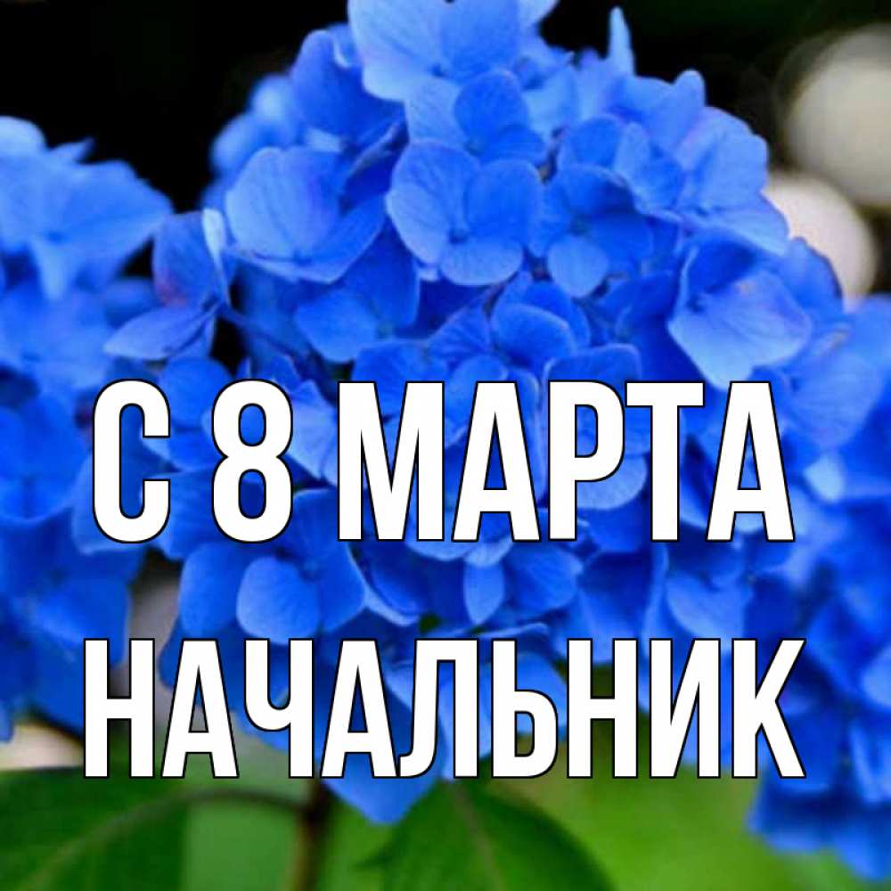 Открытка на каждый день с именем, Начальник С 8 марта синие цветы Прикольная открытка с пожеланием онлайн скачать бесплатно 
