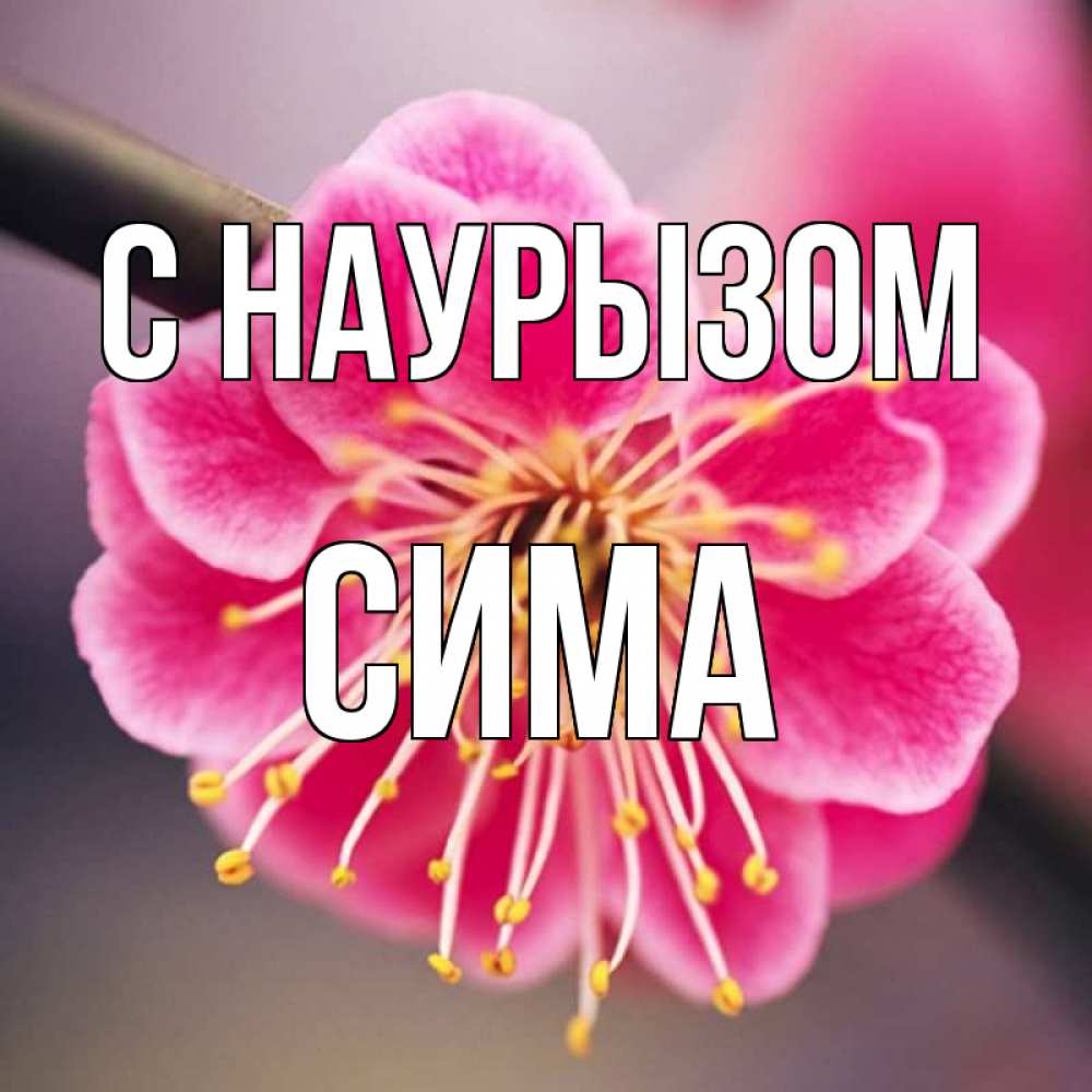 Открытка на каждый день с именем, Сима С наурызом цветы Прикольная открытка с пожеланием онлайн скачать бесплатно 