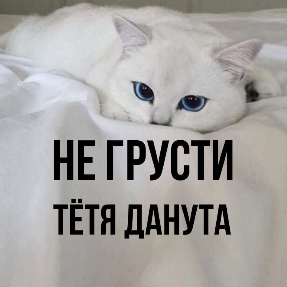 Открытка на каждый день с именем, Тётя-Данута Не грусти Голубоглазая кошка Прикольная открытка с пожеланием онлайн скачать бесплатно 