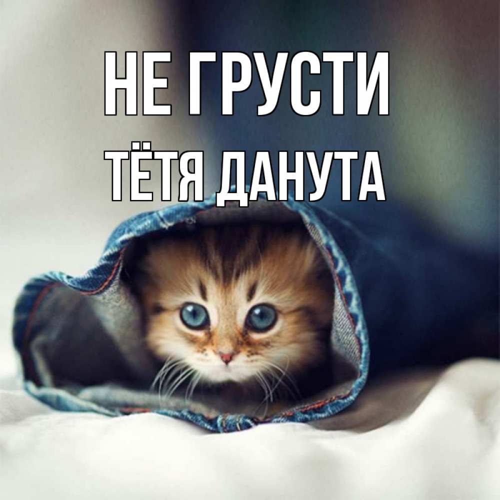 Открытка на каждый день с именем, Тётя-Данута Не грусти кот в одежде Прикольная открытка с пожеланием онлайн скачать бесплатно 