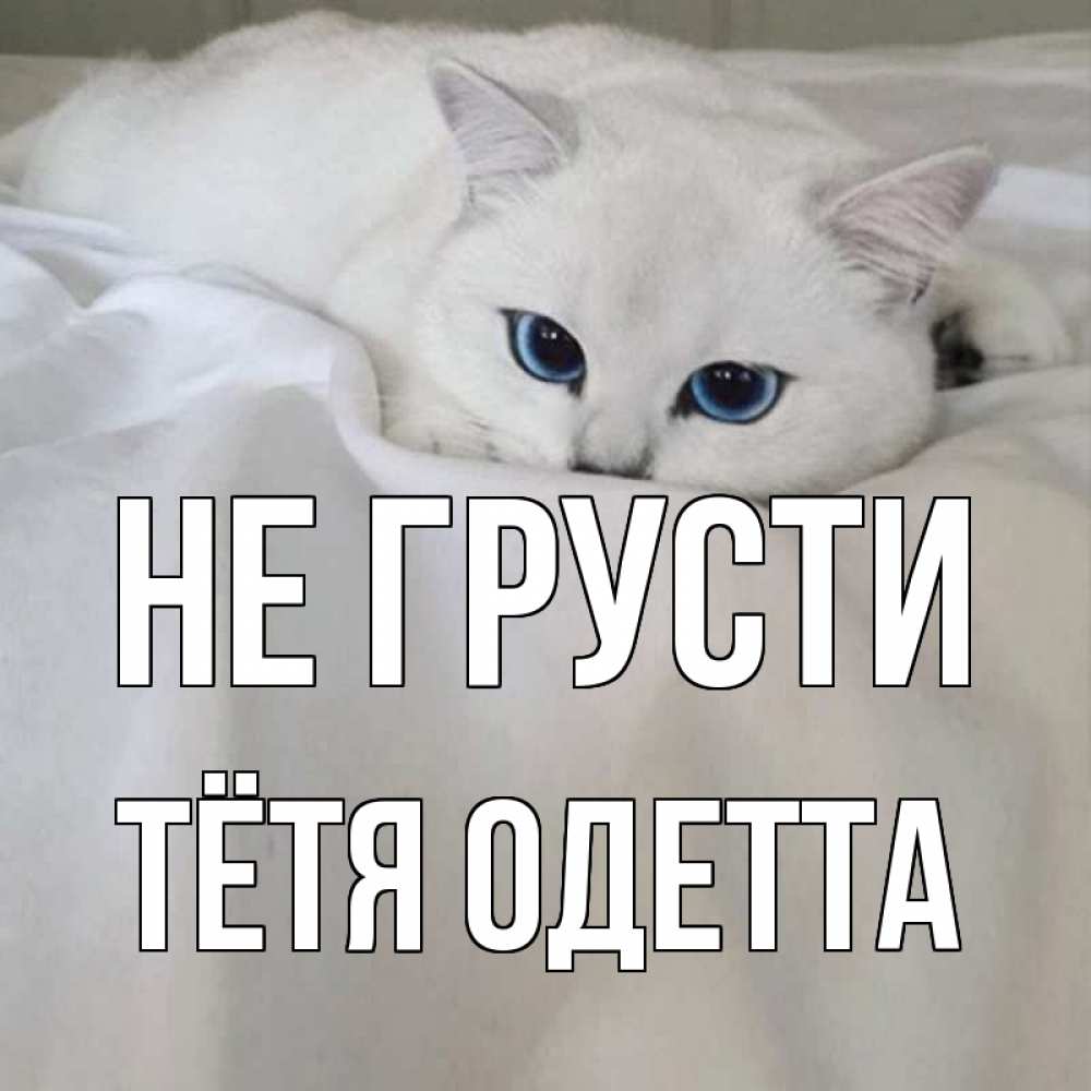Открытка на каждый день с именем, Тётя-Одетта Не грусти белый кот с голубыми глазами на белоснежной кровати Прикольная открытка с пожеланием онлайн скачать бесплатно 