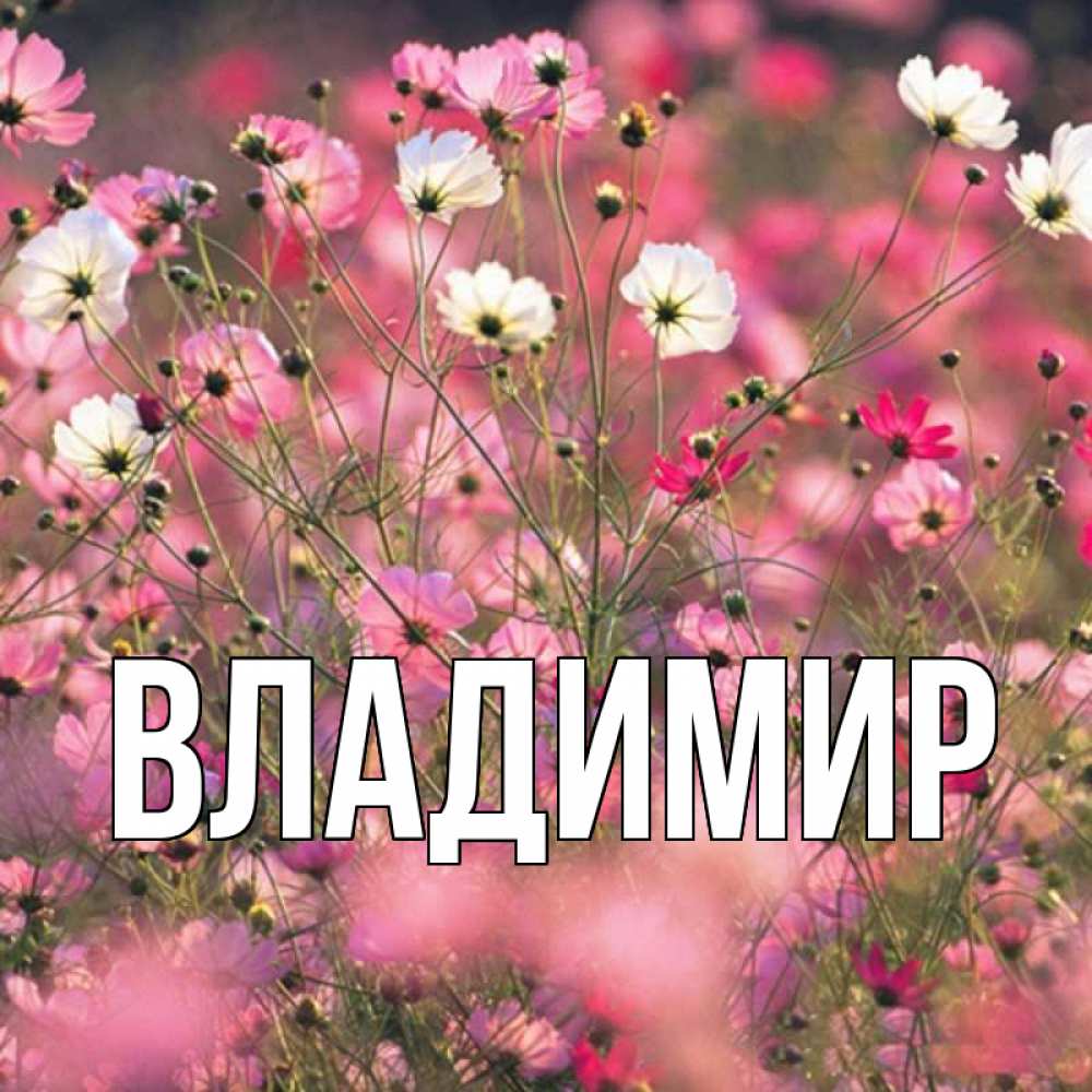 Открытка на каждый день с именем, Владимир Главная красиво 1 Прикольная открытка с пожеланием онлайн скачать бесплатно 