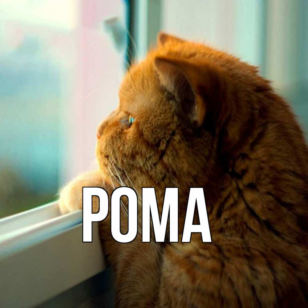 Открытка на каждый день с именем, Рома Главная большой огромный рыжий котяра Прикольная открытка с пожеланием онлайн скачать бесплатно 