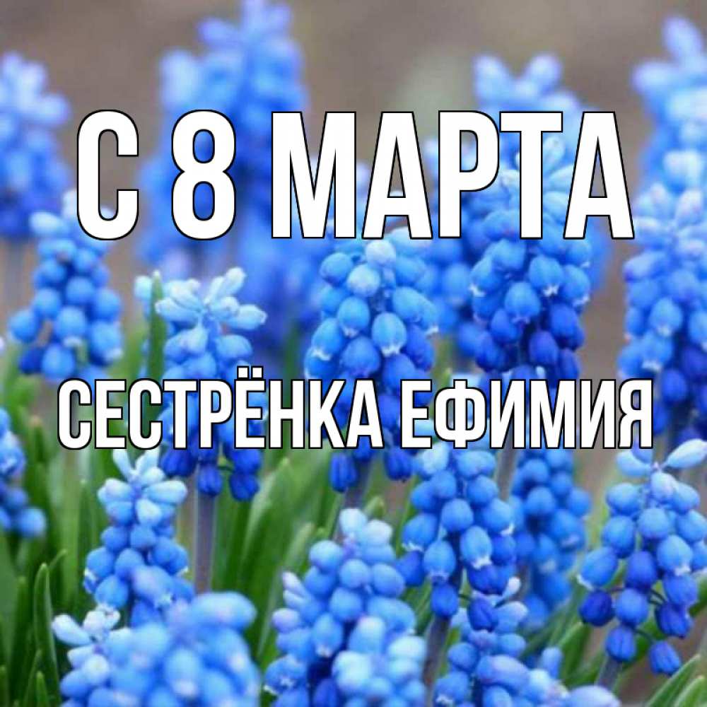 Открытка на каждый день с именем, Сестрёнка-Ефимия С 8 МАРТА Поздравительная открытка для женщин с цветами на праздничную дату Прикольная открытка с пожеланием онлайн скачать бесплатно 