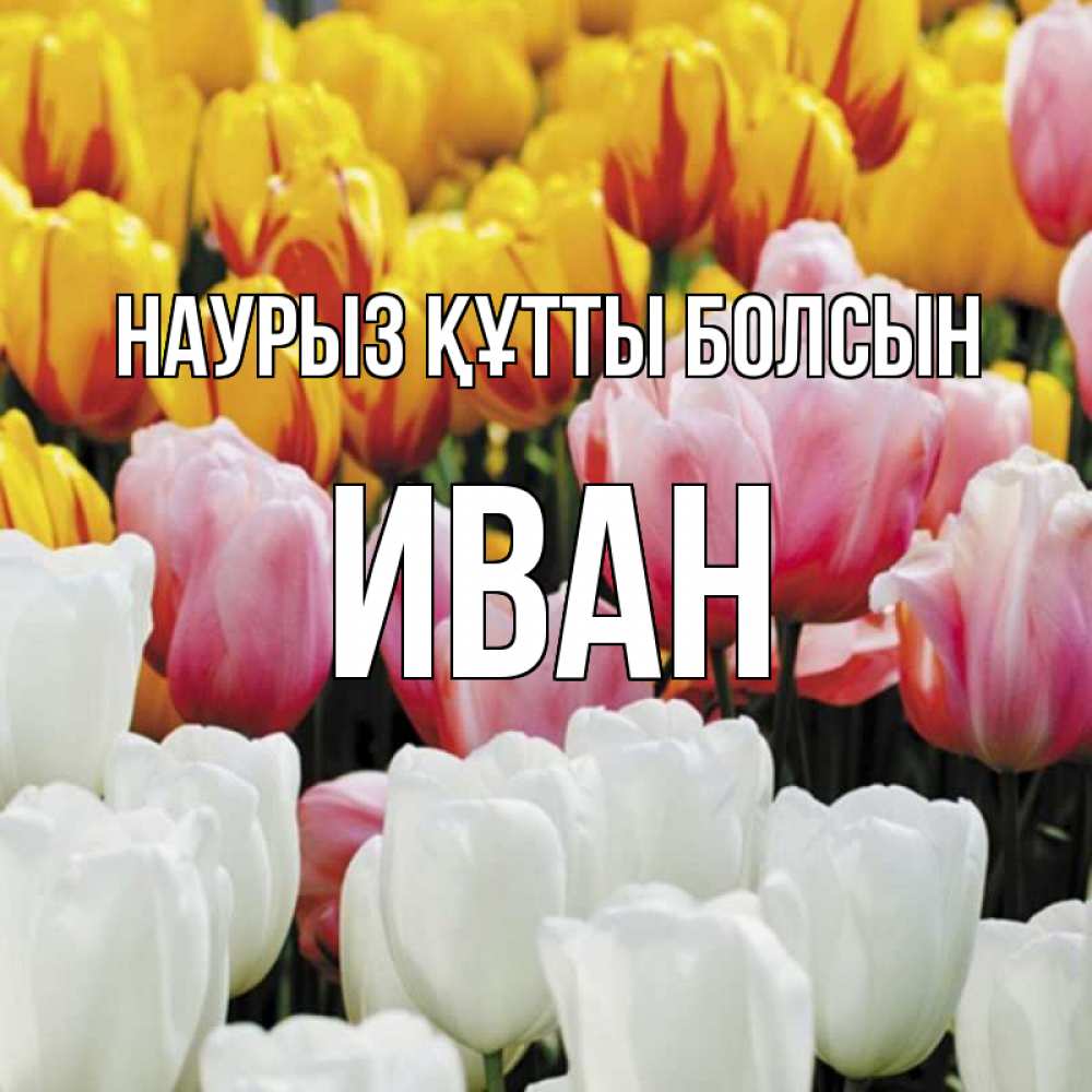 Открытка на каждый день с именем, Иван Наурыз құтты болсын разноцветные цветы Прикольная открытка с пожеланием онлайн скачать бесплатно 