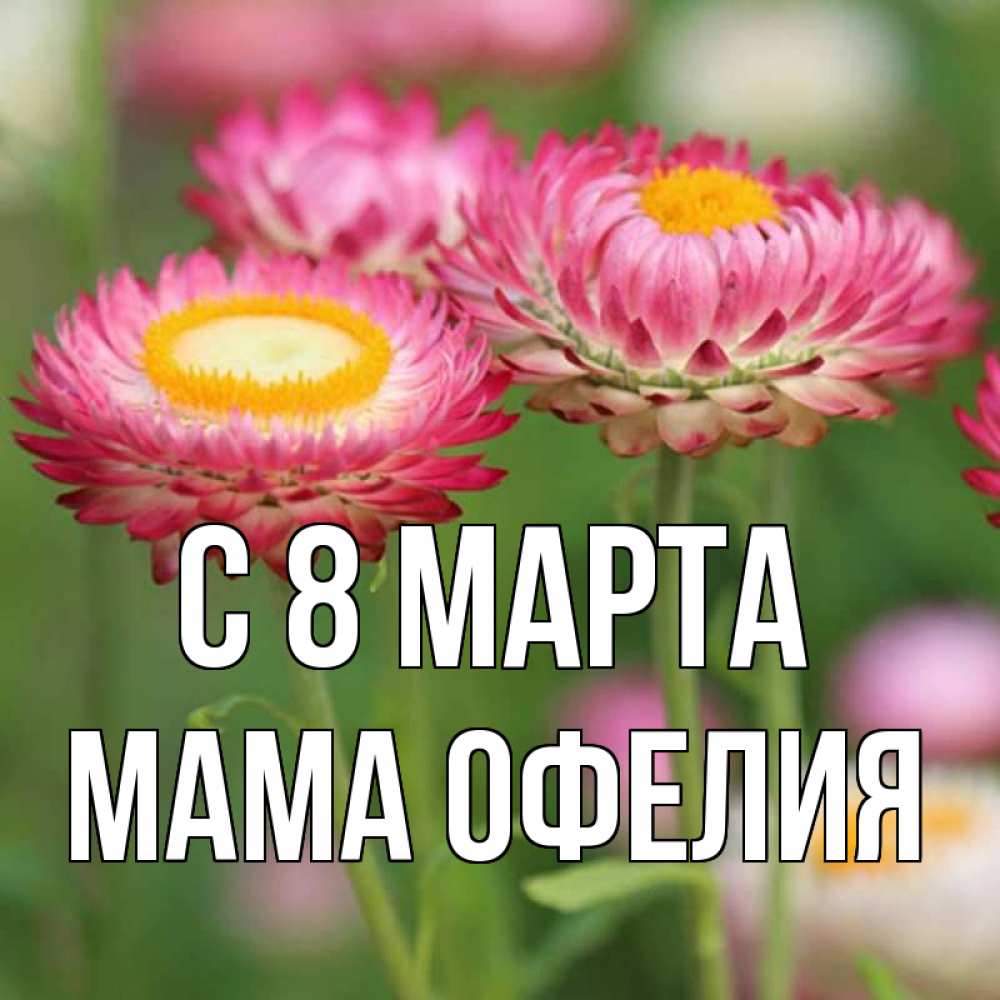 Открытка на каждый день с именем, Мама-Офелия С 8 МАРТА подарок на международный женский день Прикольная открытка с пожеланием онлайн скачать бесплатно 