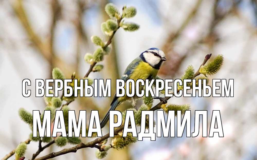 Открытка на каждый день с именем, Мама-Радмила С вербным воскресеньем верба Прикольная открытка с пожеланием онлайн скачать бесплатно 