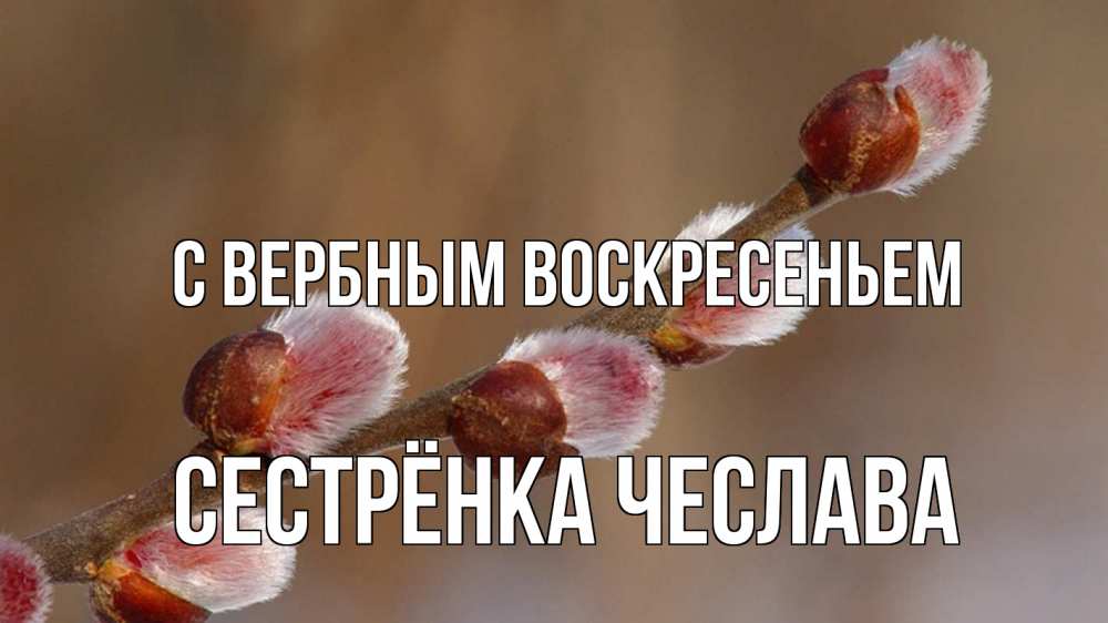 Открытка на каждый день с именем, Сестрёнка-Чеслава С вербным воскресеньем верба Прикольная открытка с пожеланием онлайн скачать бесплатно 