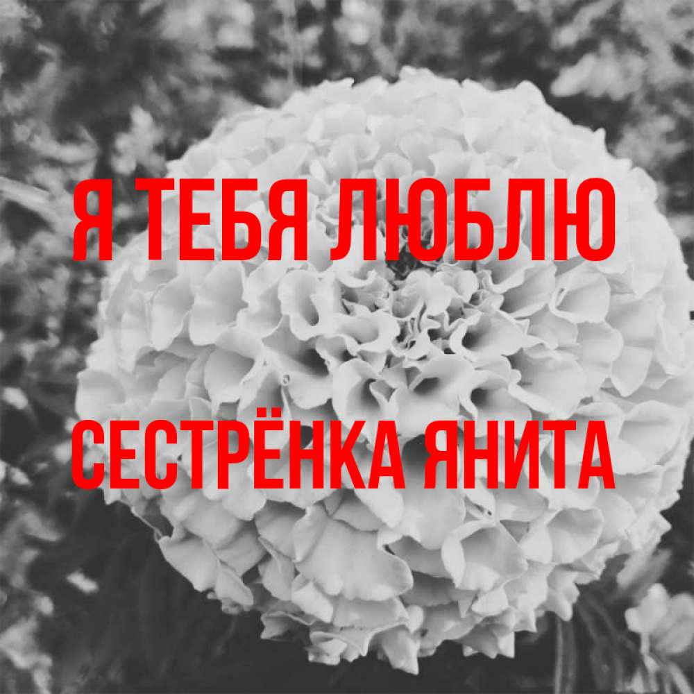Открытка на каждый день с именем, Сестрёнка-Янита Я тебя люблю подпись Прикольная открытка с пожеланием онлайн скачать бесплатно 