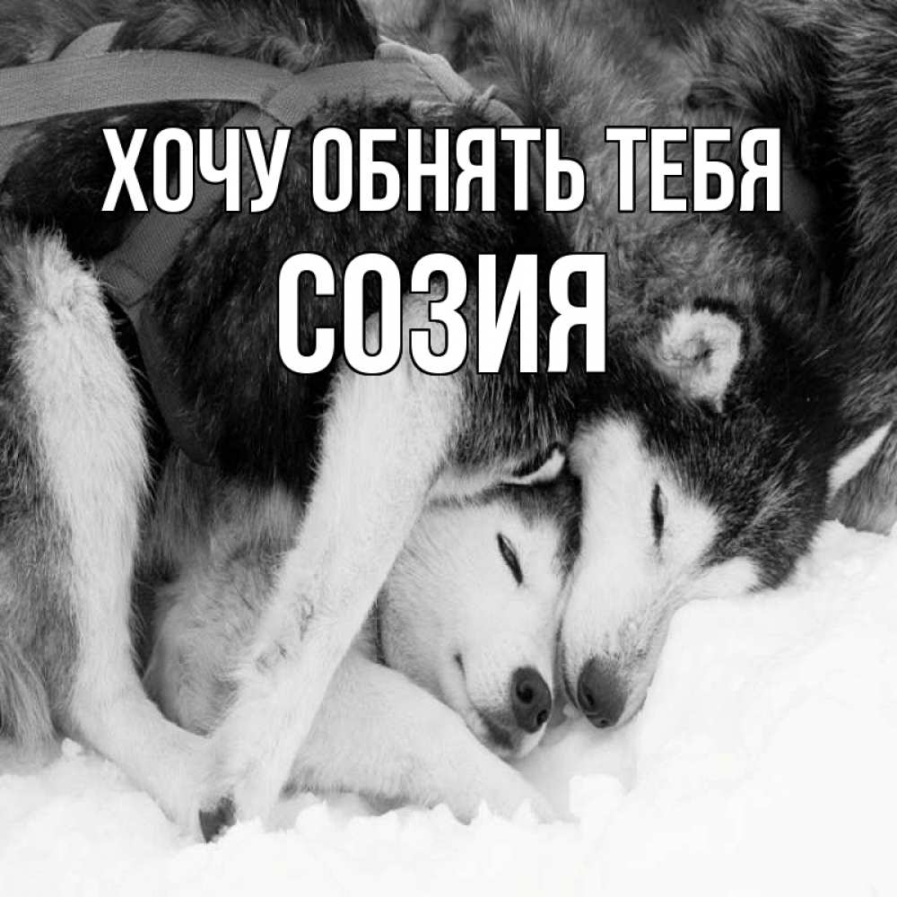 Открытка на каждый день с именем, Созия Хочу обнять тебя собачки в упряжке Прикольная открытка с пожеланием онлайн скачать бесплатно 