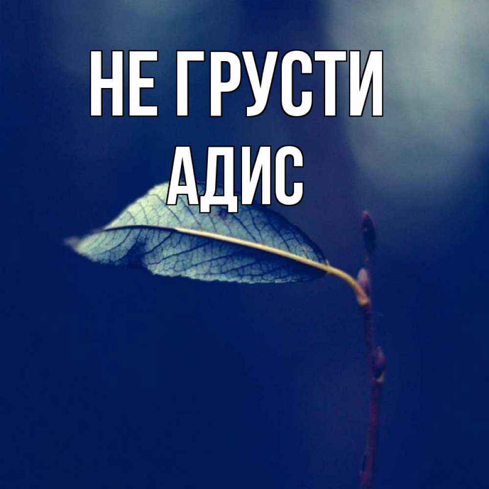 Открытка на каждый день с именем, Адис Не грусти растение Прикольная открытка с пожеланием онлайн скачать бесплатно 