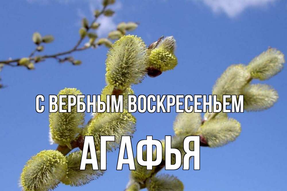 Открытка на каждый день с именем, Агафья С вербным воскресеньем верба Прикольная открытка с пожеланием онлайн скачать бесплатно 