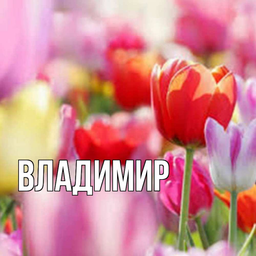 Открытка на каждый день с именем, Владимир Главная на международный женский день 2 Прикольная открытка с пожеланием онлайн скачать бесплатно 