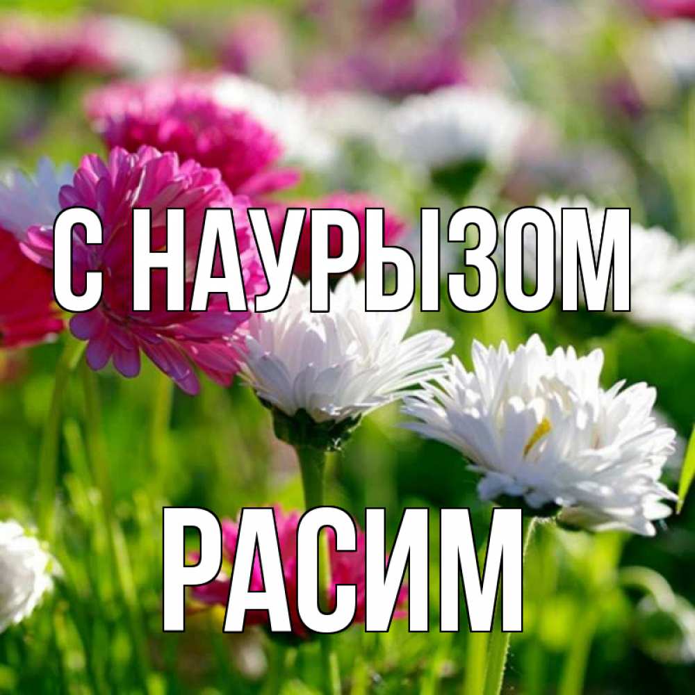Открытка на каждый день с именем, Расим С наурызом праздник весны наурыз красота Прикольная открытка с пожеланием онлайн скачать бесплатно 