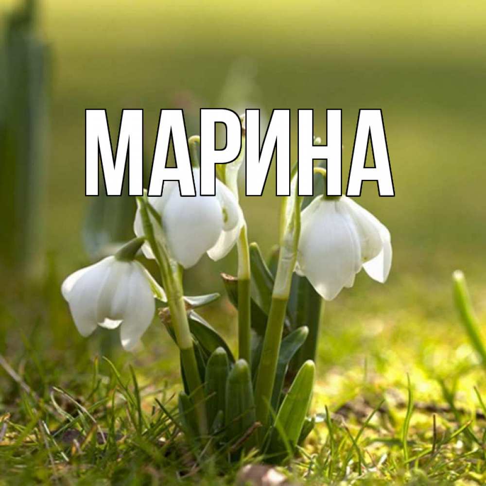 Открытка на каждый день с именем, Марина Главная ранние цветы 2 Прикольная открытка с пожеланием онлайн скачать бесплатно 