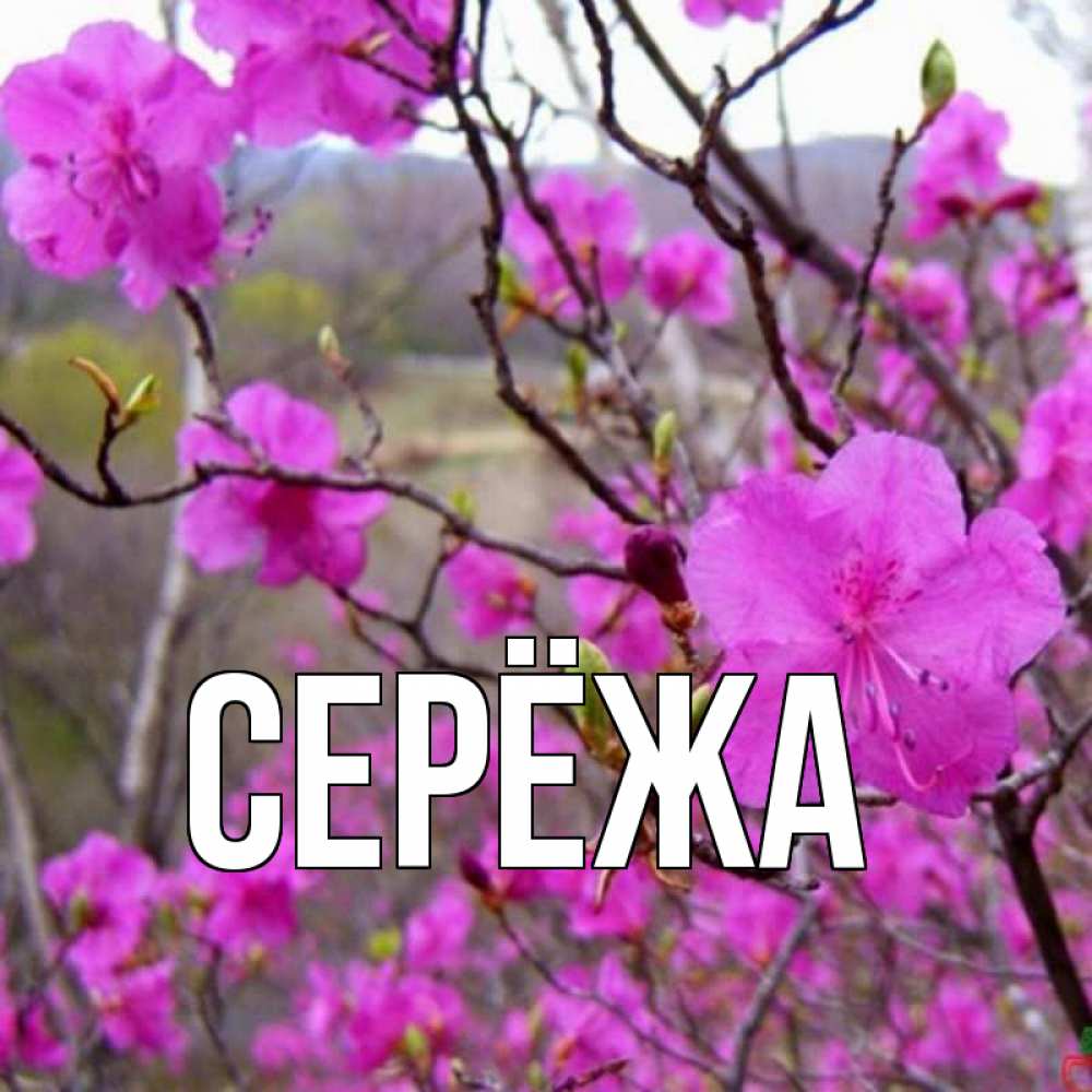 Открытка на каждый день с именем, Серёжа Главная международный женский день Прикольная открытка с пожеланием онлайн скачать бесплатно 