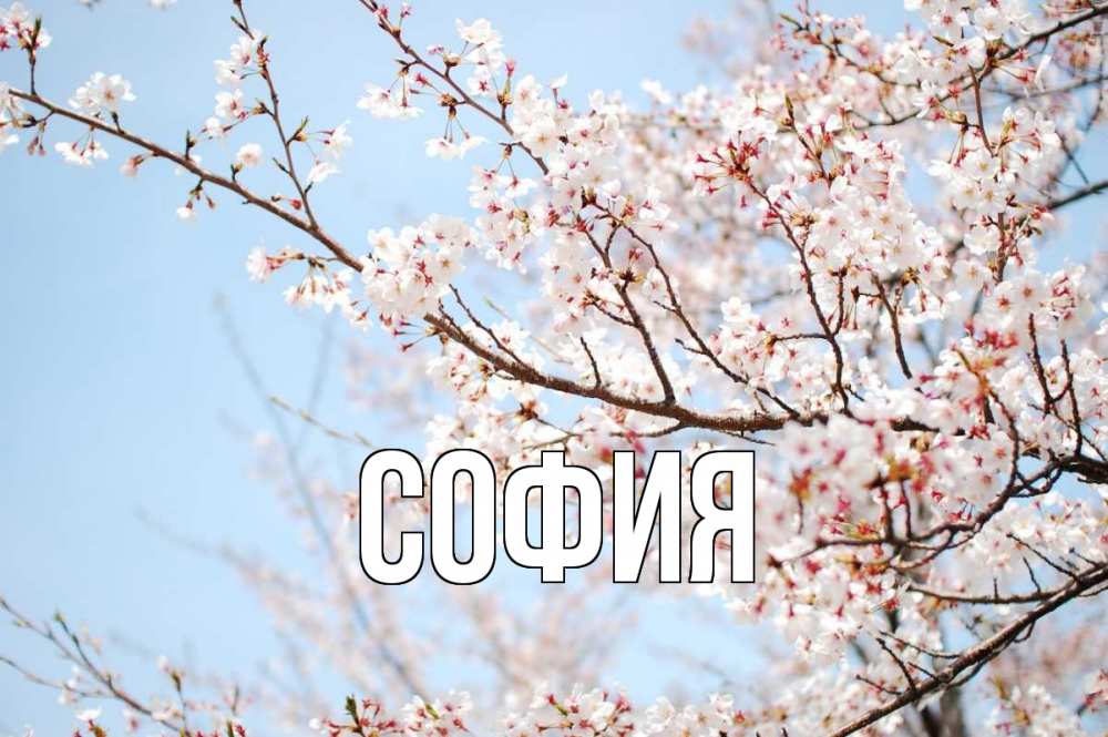 Открытка на каждый день с именем, София Главная С 1 мая Прикольная открытка с пожеланием онлайн скачать бесплатно 