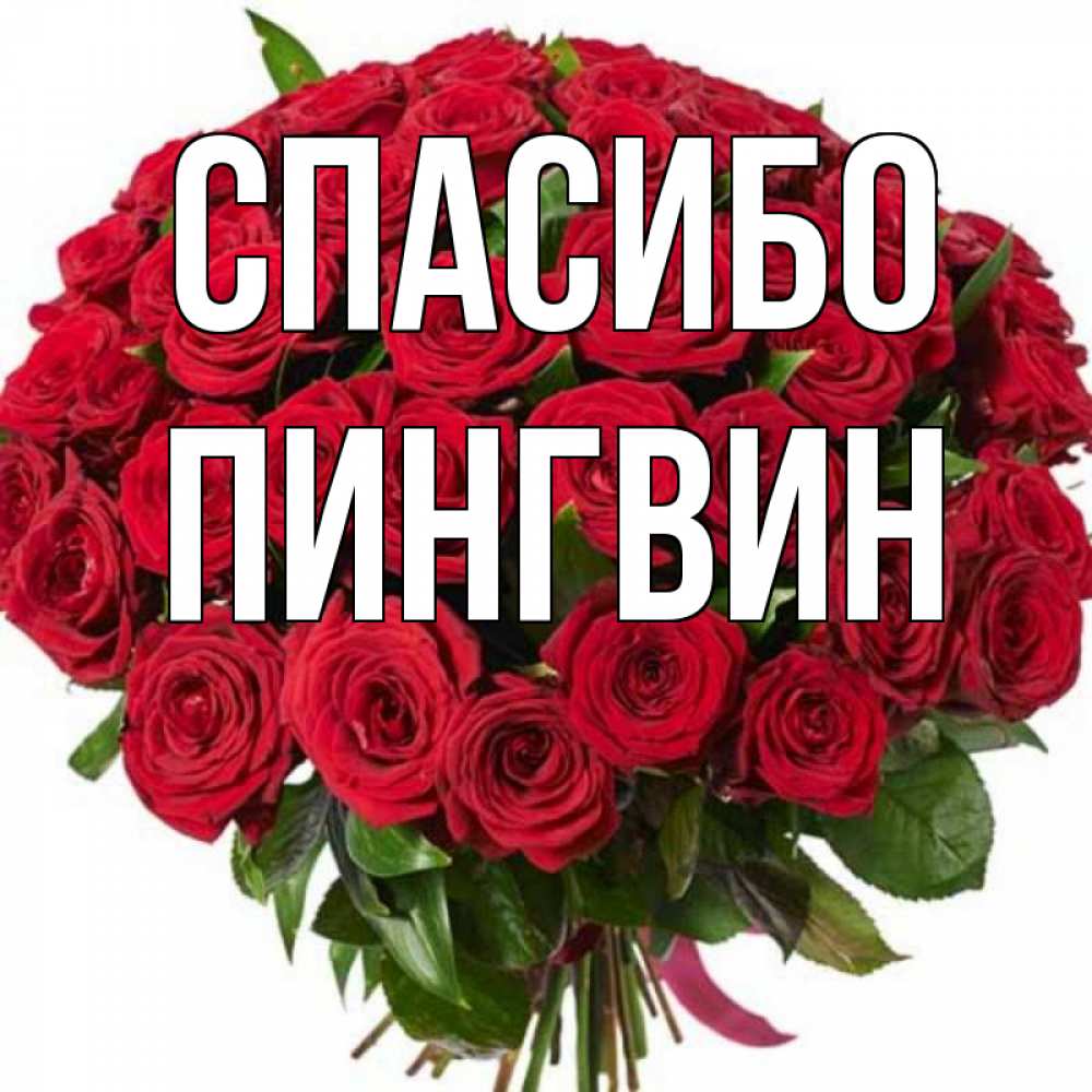 Открытка на каждый день с именем, пингвин Спасибо букет красных роз Прикольная открытка с пожеланием онлайн скачать бесплатно 