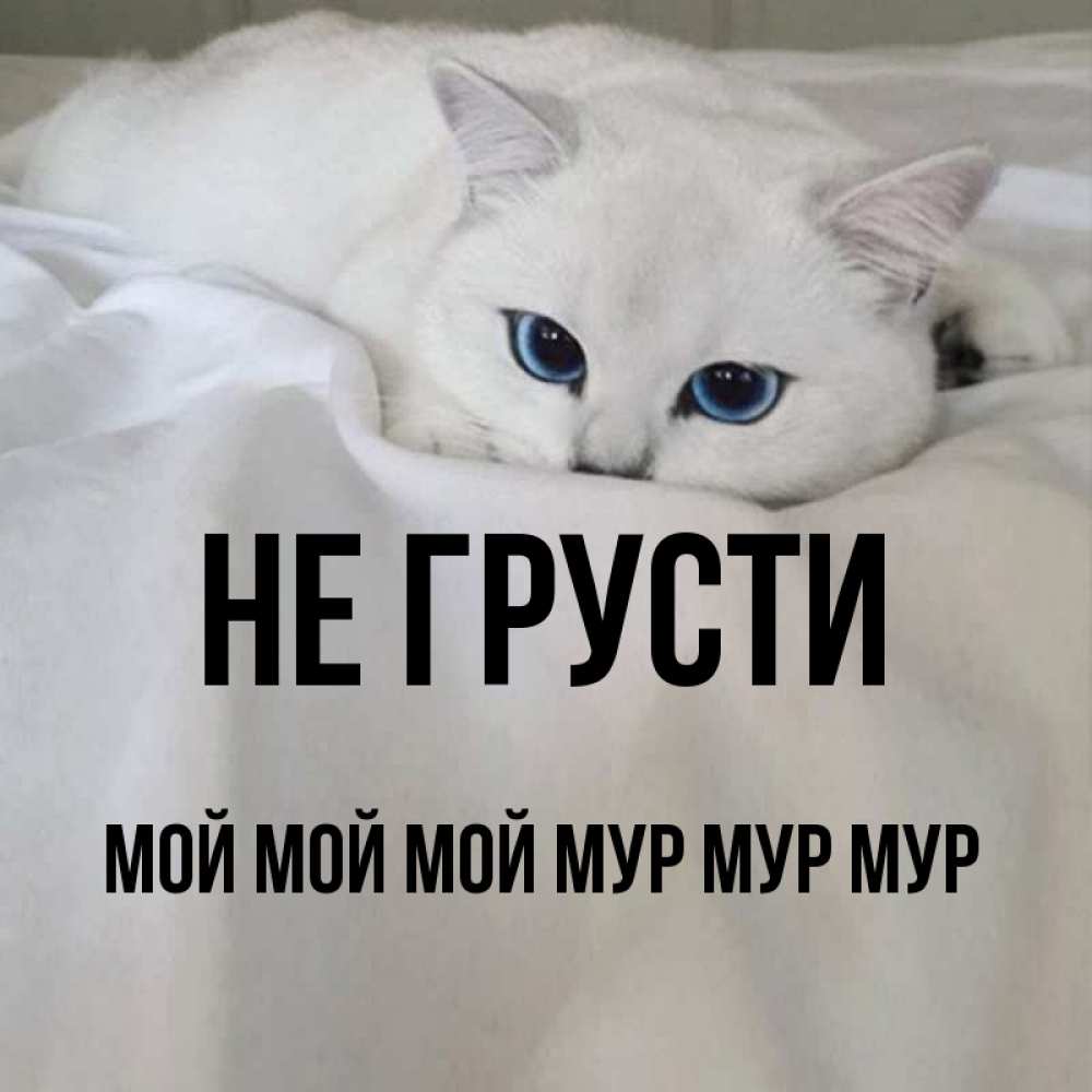 мур мур картинки с кошками первую очередь