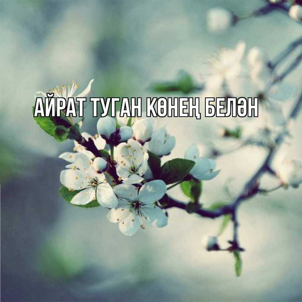 Открытка на каждый день с именем, Айрат-туган-көнең-белән Главная яблоня в цвету 1 Прикольная открытка с пожеланием онлайн скачать бесплатно 