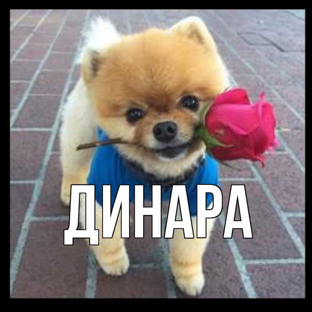 Открытка на каждый день с именем, Динара Главная роза в зубах у собаки Прикольная открытка с пожеланием онлайн скачать бесплатно 