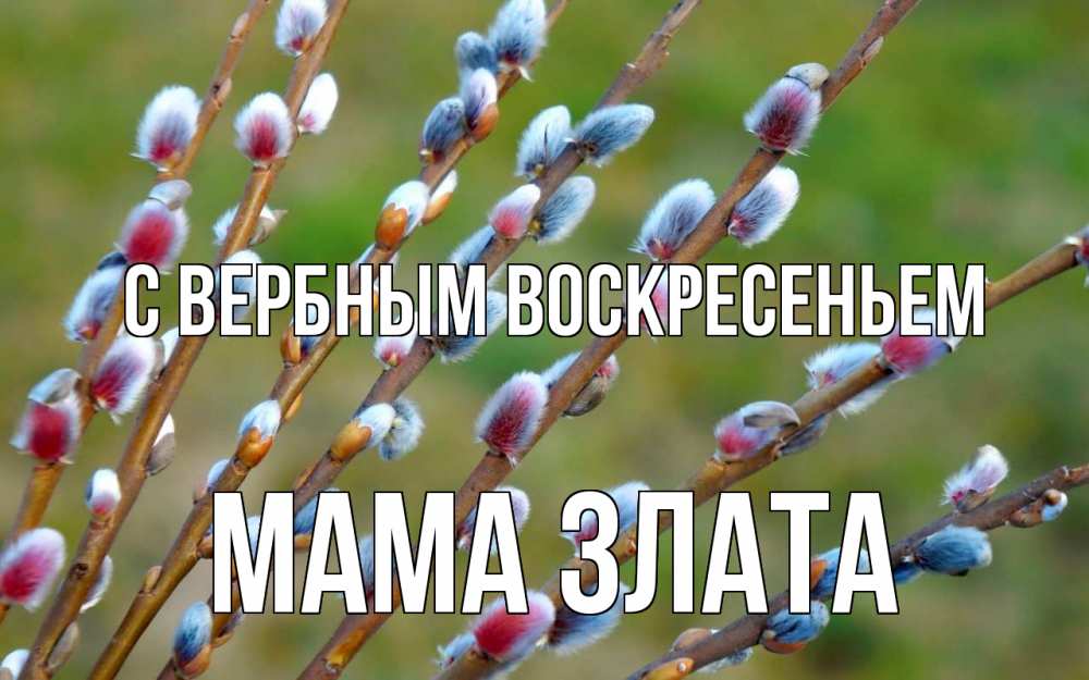 Открытка на каждый день с именем, Мама-Злата С вербным воскресеньем верба Прикольная открытка с пожеланием онлайн скачать бесплатно 
