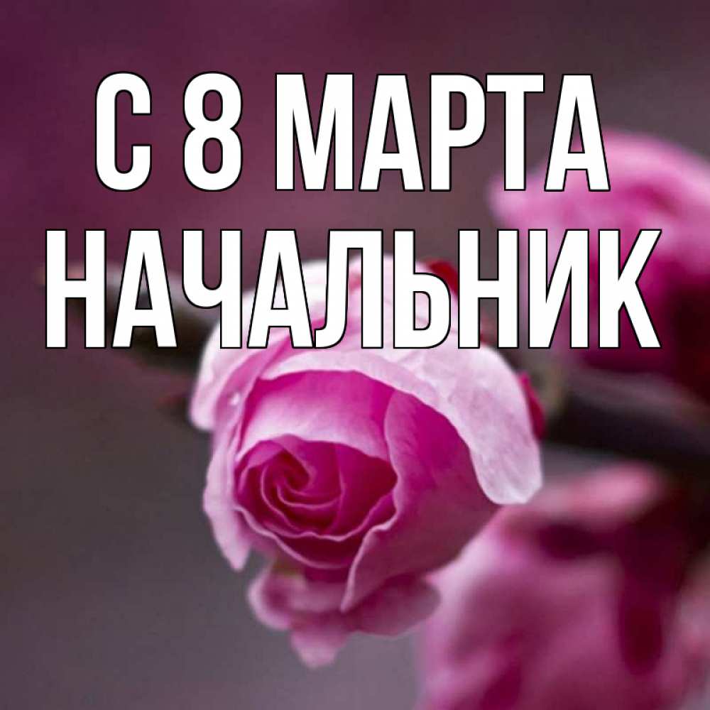 Открытка на каждый день с именем, Начальник С 8 МАРТА весна Прикольная открытка с пожеланием онлайн скачать бесплатно 