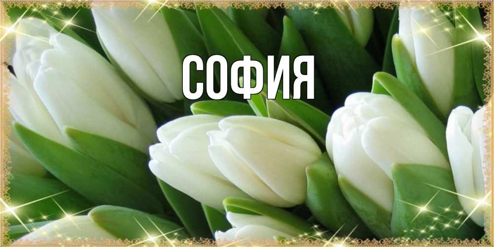 Открытка на каждый день с именем, София Главная поздравляем с праздник весны наурыз Прикольная открытка с пожеланием онлайн скачать бесплатно 