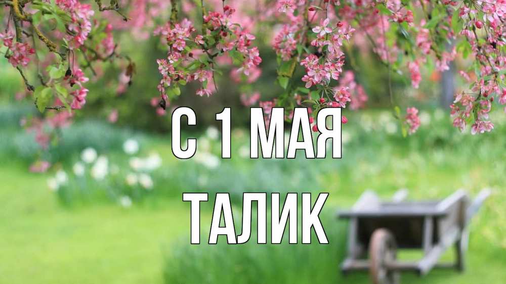 Открытка на каждый день с именем, Талик С 1 мая С 1 мая Прикольная открытка с пожеланием онлайн скачать бесплатно 