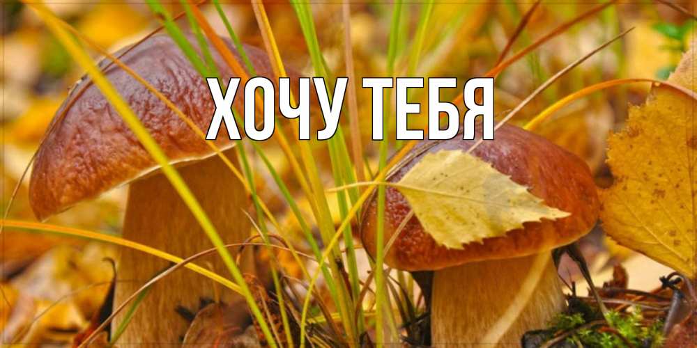 Открытка на каждый день с именем, Хочу-тебя Главная осенние грибы Прикольная открытка с пожеланием онлайн скачать бесплатно 