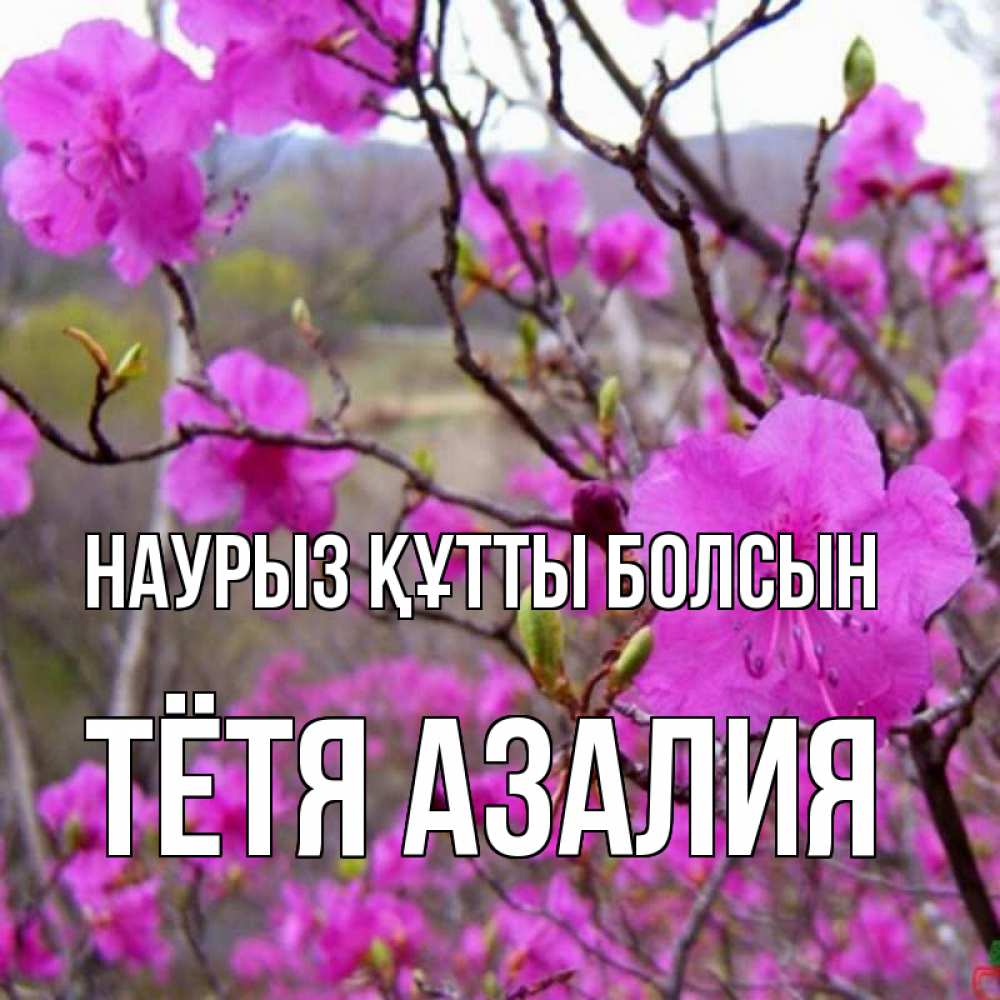 Открытка на каждый день с именем, Тётя-Азалия Наурыз құтты болсын наурыз мейрамы кутты болсын Прикольная открытка с пожеланием онлайн скачать бесплатно 
